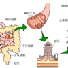 【健康事典】《 第０４章ー腸》第２の脳！【前半】