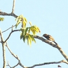 バラノドカザリドリモドキ Rose-throated Becard