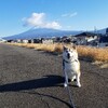 伊豆の春、ゆっくりゆっくりと…。