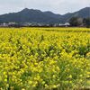 千葉県鴨川市の「菜な畑ロード」