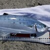★久高島　リベンジ成功★