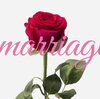 夫婦別姓と同性婚