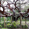 　雨の兼六園散策