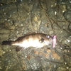 新潟は尺メバルが釣れる！