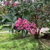 百日紅の花が咲き始めました。