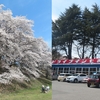 No.461【群馬県】レトロ自販機の麺類と満開の桜を同時に堪能！「ドライブイン七輿」最高！