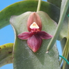 Pleurothallis perijaensis 