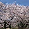 マインドフル画像　桜
