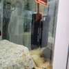 俺ぬし水族館　飼育観察記Ⅱ　―淡水魚水槽、第一の試練―