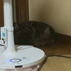 猫もダラダラな１日