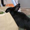 今度はつぎの出荷場所へ…行くよ！しぐれ🐇