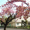 ２０２３年　北小学校正門前の八重桜