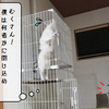 猫雑記 ～ケージの点検～