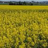 2025菜の花を見に行ったことについて