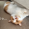 愛猫を腕枕して過ごす早朝のお布団タイム♪