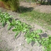 大根、な花、小松菜などの間引き