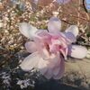 子どもたちが教えてくれる公園の魅力