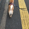 朝からもしゃ活、だよ