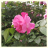 薔薇