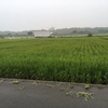 日照りのあとは夏の長雨！