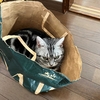 タヌキが出没
