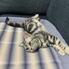 子猫をお迎えした経緯