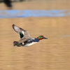 新春一番に登場した野鳥たち ＂ミコアイサ＂＂アリスイ＂＂ノスリ＂＂ジョウビタキ＂など　　野鳥撮影《第314回目》