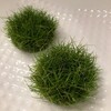 はじめての水草植栽（0日目その3）