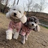 うちの犬は大丈夫？新型コロナウイルス