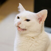 猫撮影カメラの最適解はこれだ！
