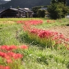 京都 亀岡 彼岸花の里