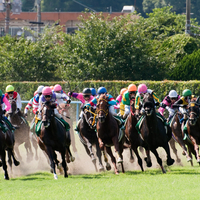 競馬好き必見！社台スタリオンステーションのインターンシップでの仕事内容を大公開します！ part1