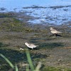 トウネンとコチドリ