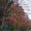 のこりものには哀愁がある🍂