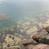 ちっこいよ！だけど本命のキジハタ釣れた。澄んだ海での根魚狙い！#釣り