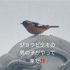 ジョウビタキの男の子がやって来た！