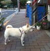 犬と４コマ。