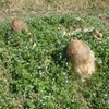 野菜と雑草