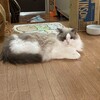 今日は居間でお昼寝したふくちゃん。夜はまた物見台で眠りました。