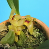 Bulbophyllum nasutum