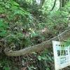 ◆2018/05/12     　新緑の温海嶽②…御沢別口～ウガイ場清水