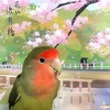 さくらさく日 に ♪