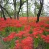 巾着田_まんじゅしゃげ公園2（埼玉県日高市）