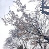 今日は上野公園でライブやります！
