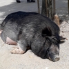 【GW日記】トリアス久山のふれあい動物園に行ったりバーベキューをしたり。人生を楽しむ。