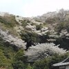 桜狩りー円覚寺