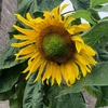 夏の花はやっぱりひまわり！　東京オリンピックのブーケにもヒマワリが使われています。花言葉は「願望」