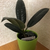 100均の観葉植物