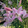暑くても頑張るお花