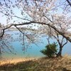 三好池の桜